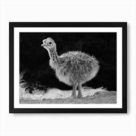 Ostrich Baby Art Print