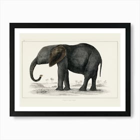 African Elephant Art Print