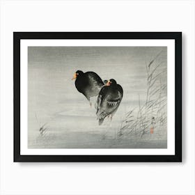 Two Moorhens (1900 1930), Ohara Koson Art Print