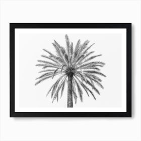 Palm In Sicily, Italy Art Print