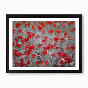 Red Flowers, Field, Oil Painting Art Print