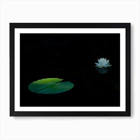 Water Lily 1 Art Print