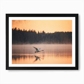 Swan Soaring With Wings Fully Extended Over A Serene Blue Lake Foreground Placed In Sharp Focus De Art Print