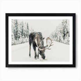 Alaskan Moose In Winter Art Print