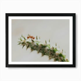 Cactus and Ant Art Print