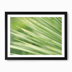 Green Leaves of a Palm Tree // Nature Photography  Art Print