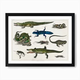 Collection Of Various Reptiles, Oliver Goldsmith Art Print