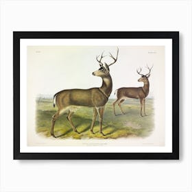 Columbian Black Tailed Deer, John James Audubon Art Print