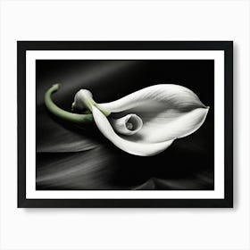 Calla Lily paintings art print Art Print