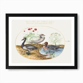 Geese With Poppies And Cyclamen (1575–1580), Joris Hoefnagel Art Print