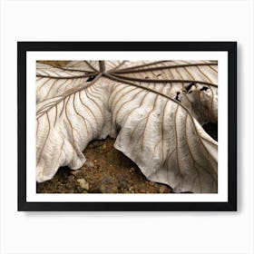 Leaf Abstract Art Print