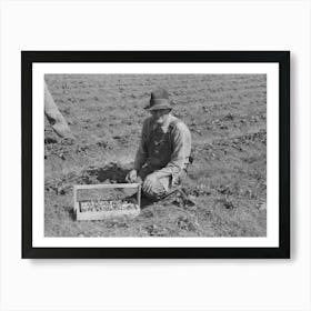 Untitled Photo, Possibly Related To Child Of White Migrant Berry Worker Picking Strawberries In Field Near Art Print