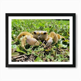 Crab In The Grass Art Print