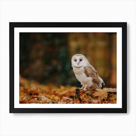 Autumn Barn Owl Art Print