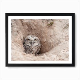 Burrowing Owl Home Art Print