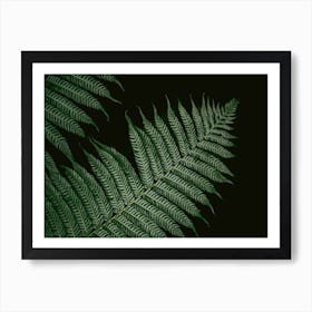 Botanical Photo Of A Vern Colors Black And Green Art Print