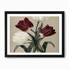 Three Tulips 1 Art Print