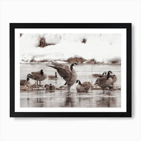 Canadian Geese In Winter Art Print