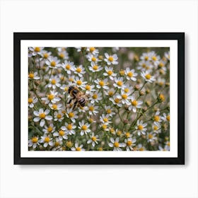 Bee on White Flowers Art Print