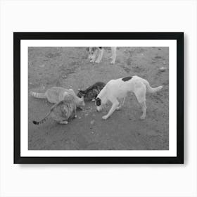 Dogs And Cats Eating Together, Farm Scene Near Weslaco, Texas By Russell Lee Art Print