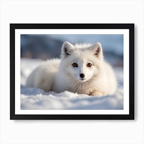 Arctic Fox 3 Art Print