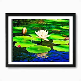 A Single White Lotus Flower Resting On A Tranquil Duck Pond Beneath A Radiant Summer Sun Petals Ge (1) Art Print