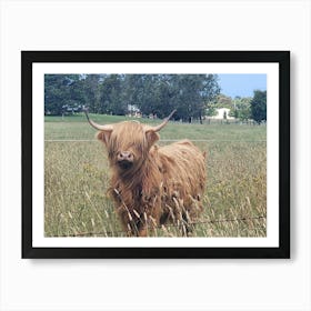 Highland Cow Art Print