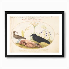 Animalia Volatilia Et Amphibia, Joris Hoefnagel Art Print