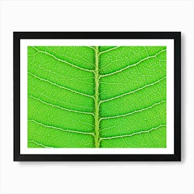 Close Up Of A Green Leaf Art Print