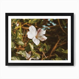 White Hibiscus Flower Art Print