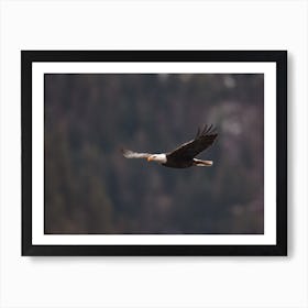 Bald Eagle Flying Art Print