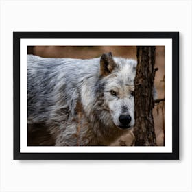 Wolf In The Woods Art Print