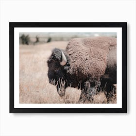 Rustic Bison Scenery Art Print