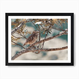 Burrowing Owl In Tree Art Print