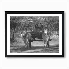 Oxen Pulling Cart in Myanmar, Black & White  Art Print