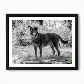 Black And White Dog 20230817249rt1pub Art Print