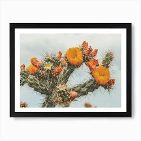 Colorful Cactus Flowers Art Print