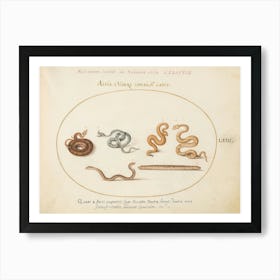 Animalia Qvadrvpedia Et Reptilia, Joris Hoefnagel (8) Art Print