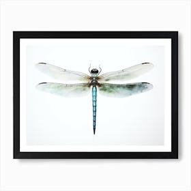 Dragonfly Common Green Darner Anax Juni Illustration 6 Art Print