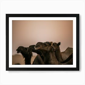 Camels looking in the same direction - Al Wathba Abu Dhabi UAE photo print - moody animal photography art Art Print Art Print