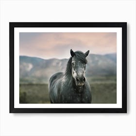 Gray Horse At Sunset Art Print