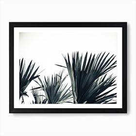 Palm Shade 3 Art Print