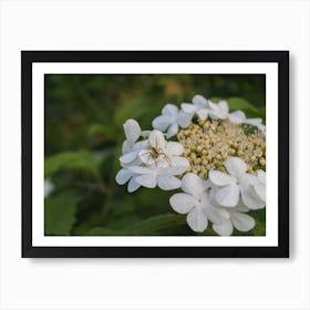 Hydrangea Flower 1 Art Print