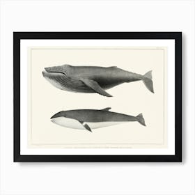 Humpback Whale (Megaptera Versabilis), Charles Melville Scammon Art Print