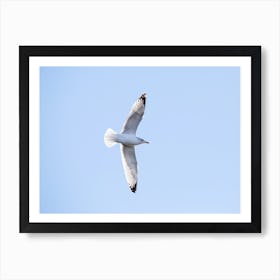 Soaring Seagull Art Print