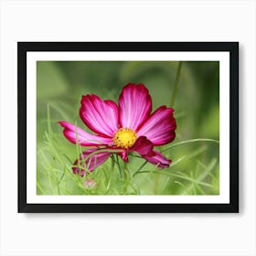 Cosmos Flower in Field Art Print