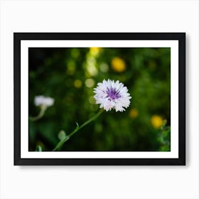 Little Purple Flower In the Springtime // Nature Photography  Art Print