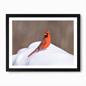 Cardinal In The Snow Art Print