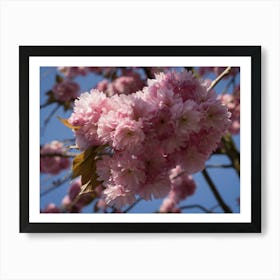 Pink ornamental cherry blossoms and blue sky Art Print