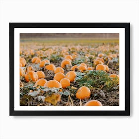 Pumpkin Patch Art Print